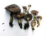 Gomphidius subroseus image