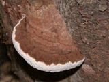 Ganoderma australe image