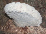 Ganoderma australe image