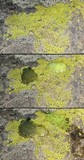 Acarospora contigua image