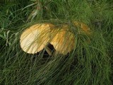 Phaeolepiota aurea image