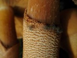 Phaeolepiota aurea image