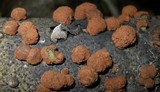 Hypoxylon fragiforme image