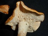 Hydnum rufescens image