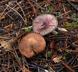 Gomphidius subroseus image