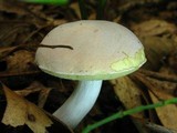 Boletus pallidus image