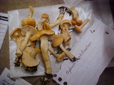 Hydnum oregonense image