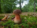 Boletus erythropus image