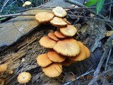 Gymnopilus aeruginosus image