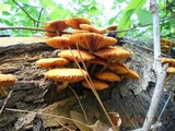 Gymnopilus aeruginosus image