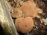 Boletellus chrysenteroides image