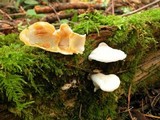 Postia fragilis image