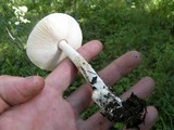 Amanita vaginata var. alba image