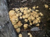 Pholiota squarrosa image