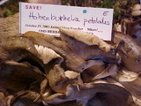 Hohenbuehelia petaloides image