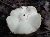 Entoloma luridum image