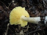 Entoloma luridum image