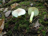 Tricholoma sulphureum image