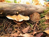 Crepidotus mollis image