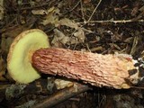 Frostiella russellii image