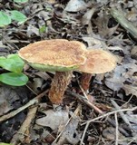 Frostiella russellii image