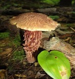Frostiella russellii image