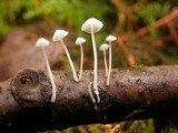 Mycena albissima image
