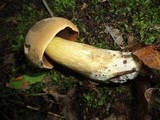 Boletus vermiculosoides image