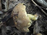 Boletus vermiculosoides image