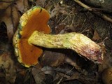 Boletus vermiculosoides image