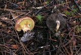 Gomphidius subroseus image