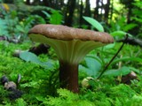 Lactarius gerardii image