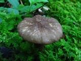 Lactarius gerardii image
