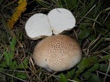 Calvatia cyathiformis image