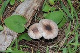 Leucoagaricus caerulescens image
