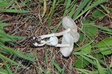 Leucoagaricus caerulescens image