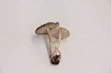 Leucoagaricus caerulescens image