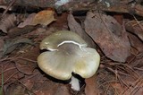 Tricholoma saponaceum image
