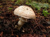 Agaricus hondensis image