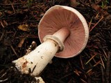 Agaricus hondensis image