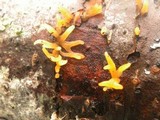 Calocera cornea image