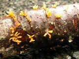 Calocera cornea image