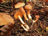 Inocybe cinnamomea image