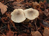 Tricholoma pardinum image