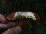Lactarius hygrophoroides image