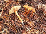 Rhodocybe nitellina image