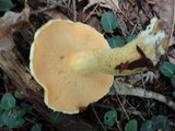 Suillus subaureus image
