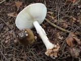 Amanita brunnescens image