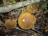 Leccinum pseudoscabrum image
