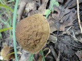 Leccinum pseudoscabrum image